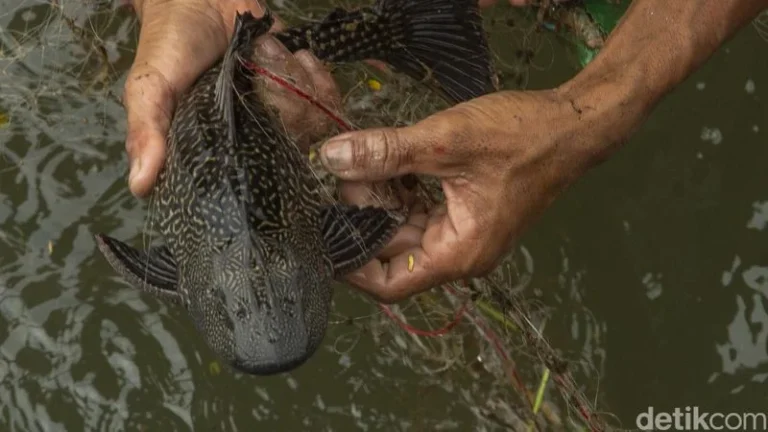 Dedi Mulyadi Usulkan Dua Solusi Tegas Atasi Ledakan Ikan Sapu-sapu di Sungai Jawa Barat
