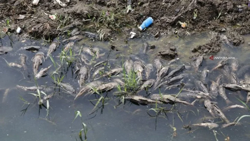 Ikan Sapu-sapu Masih Berkeliaran di Kali Cideng Meski Operasi Bersih Besar Telah Tercapai