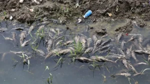 Ikan Sapu-sapu Masih Berkeliaran di Kali Cideng Meski Operasi Bersih Besar Telah Tercapai