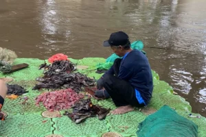 Pemkot Jakarta Selatan Tangkap & Musnahkan Ikan Sapu-sapu Sesuai Saran MUI: Upaya Kontrol Invasif yang Etis