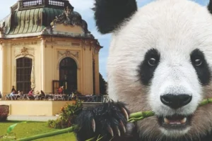 Beruang Istana Schönbrunn: Cerita Menarik Hewan Paling Ikonik di Kebun Binatang Tertua Dunia