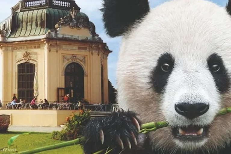 Beruang Istana Schönbrunn: Cerita Menarik Hewan Paling Ikonik di Kebun Binatang Tertua Dunia