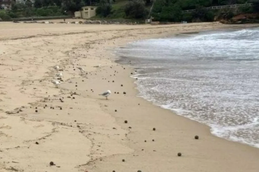 Hantavirus Live Updates: MV Hondius Tiba di Pantai Tenerife