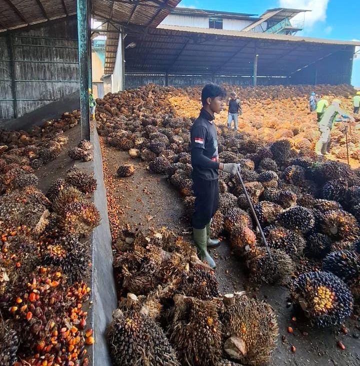 Harga Sawit Merosot Drastis: Pemerintah, Petani, dan Industri Bergulat di Tengah Penurunan Nasional