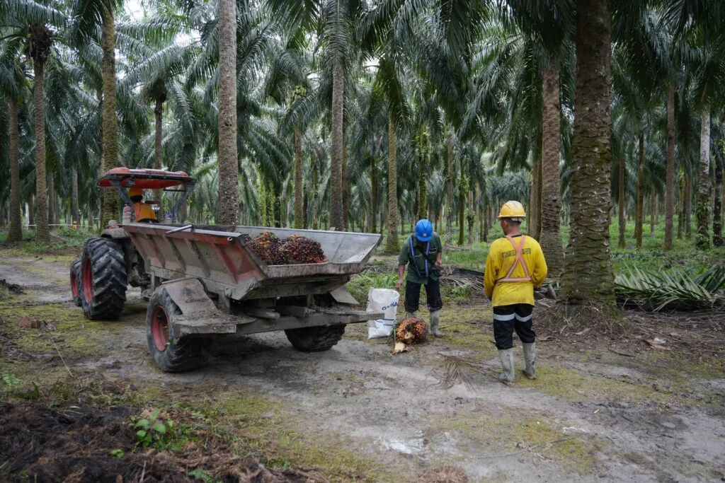 Hilirisasi Kelapa Sawit: BPDP Dorong Riset, Pabrik Baru di Sei Mangkei Buka Era Integrasi Nasional