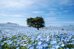 Sabrina Anggraini Eksplorasi Nemophila Hitachi Seaside Park: 9 Foto Memukau Liburan Biru