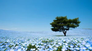 Sabrina Anggraini Nikmati Keindahan Nemophila Hitachi: 9 Foto Memukau di Hitachi Seaside Park