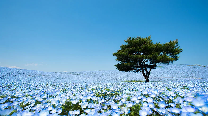 Sabrina Anggraini Nikmati Keindahan Nemophila Hitachi: 9 Foto Memukau di Hitachi Seaside Park