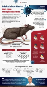 Virus Hanta: Mengenal Penyakit Langka yang Bisa Mengancam Nyawa