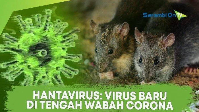 Wabah Hantavirus Memburuk, Indonesia Catat 23 Kasus dan 3 Kematian